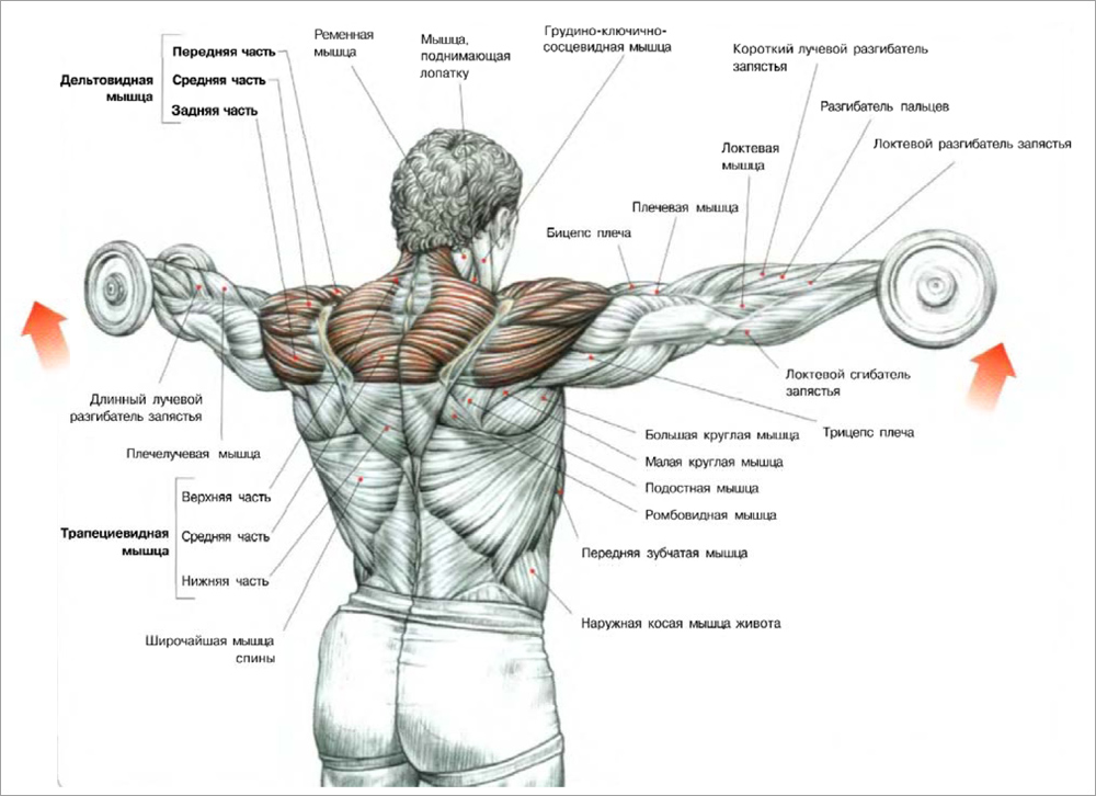 Плечей. Передняя Дельта средняя Дельта задняя Дельта. Упражнения на дельтовидные мышцы с гантелями. Махи гантелей в стороны на среднюю дельту. Махи гантелями в стороны стоя.