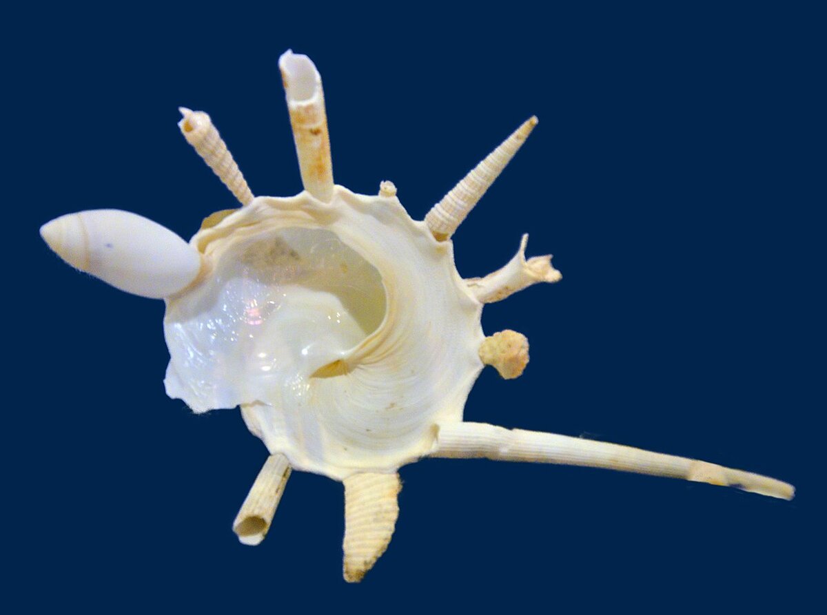Xenophora sp. Photographed in the Sea Shell Museum Phuket