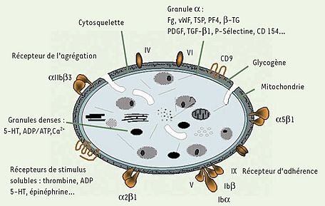 Тромбоциты - крошечные "осколки" клеток с удивительно сложной структурой