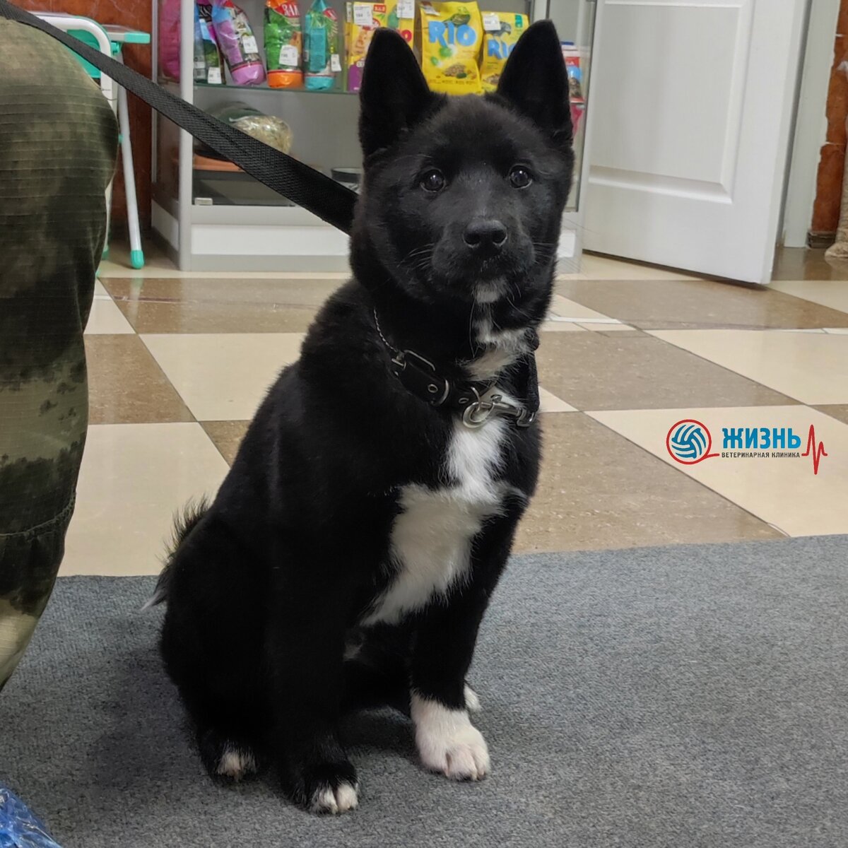 Вакцинация щенка в ветеринарной клинике в Калуге "Жизнь"