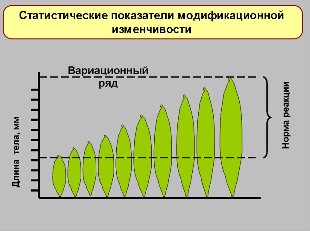 Модификационная изменчивость ее значение в жизни организма. Норма реакции модификационной изменчивости. Модификационная изменчивость листа. Объект изменения модификационной изменчивости. Вариационный ряд модификационной изменчивости.