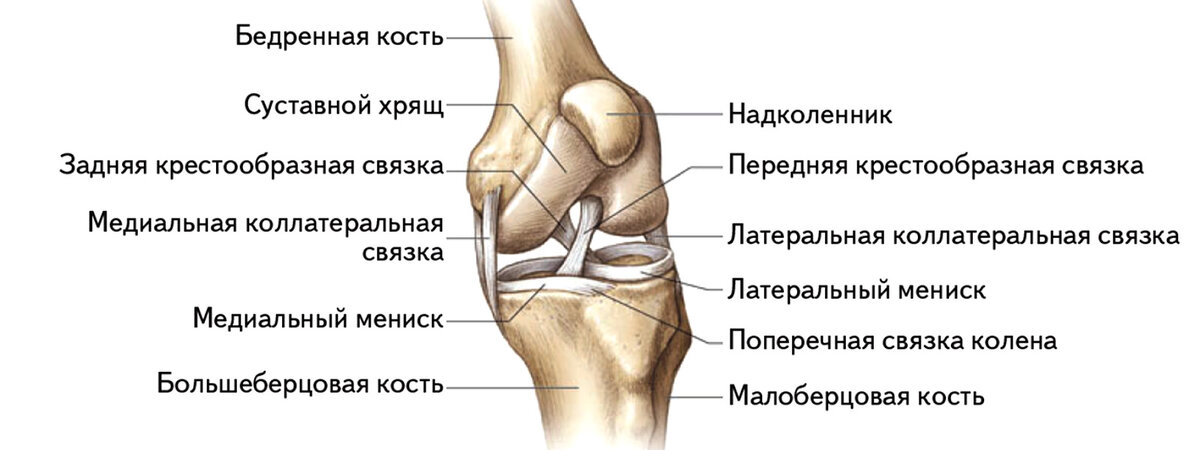 Схема коленки человека