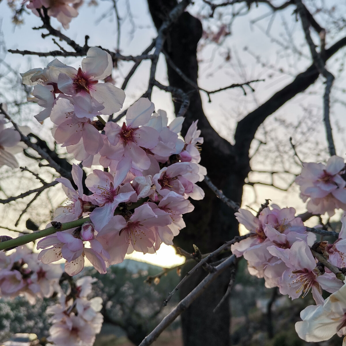 Цветение миндаля