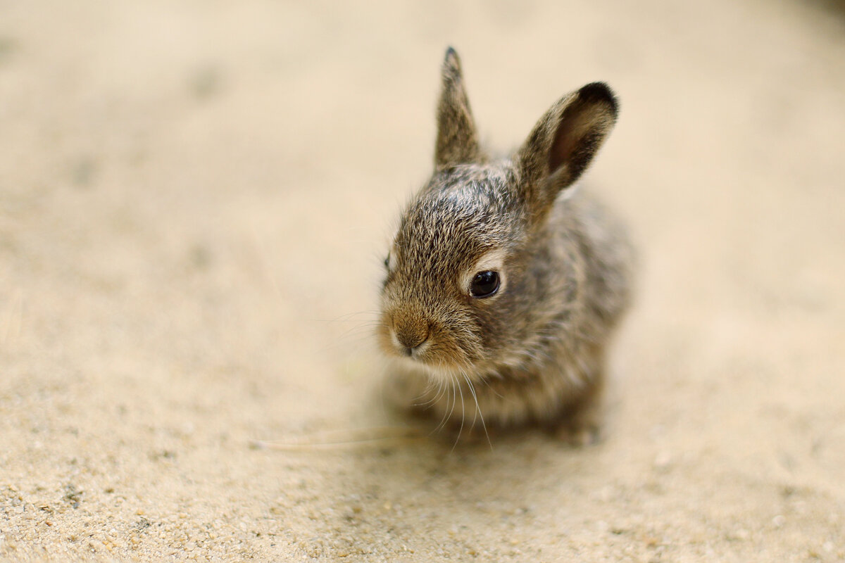 Заяц беляк. Фото из группы реабилитационного центра "ДОМ ЗАЙЦА" https://vk.com/dom_zaytsa