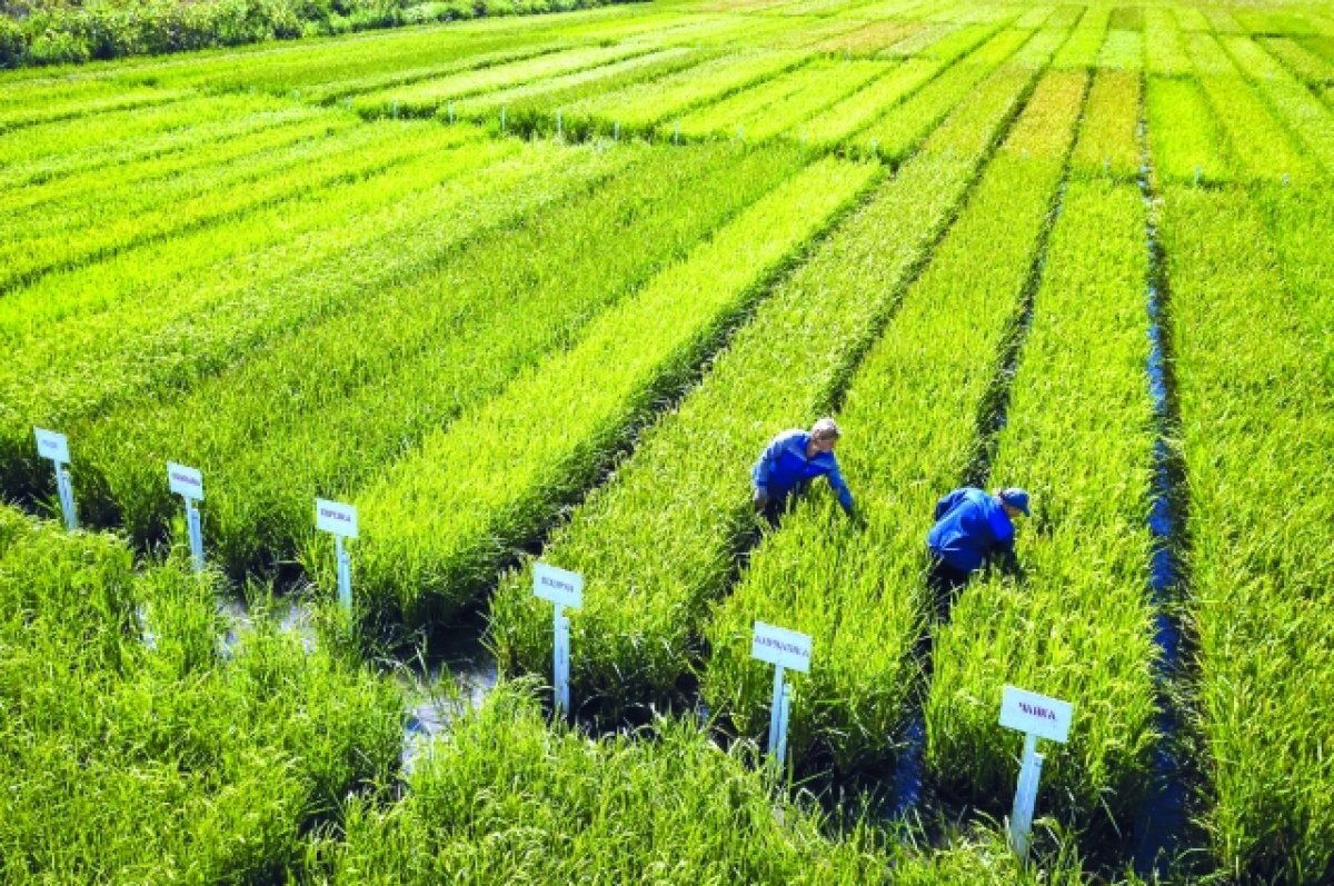    Как «белое золото» попало на Кубань. Ученый о рисе, водохранилище и истории