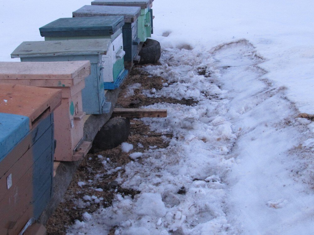 Пчёлы после зимовки.