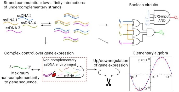 Nikitin MP. Non-complementary strand commutation as a fundamental alternative for information processing by DNA and gene regulation. Nat Chem. 2023 Jan;15(1):70-82