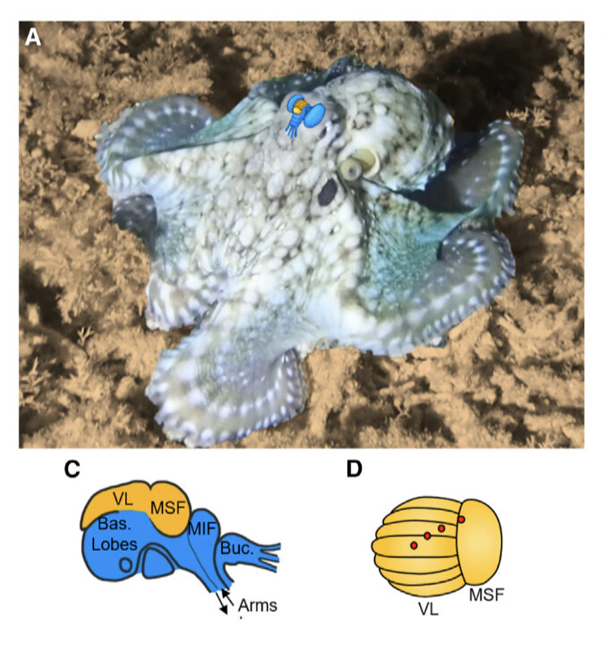     Осьминог Octopus cyanea в дикой природе. Центральный мозг и оптические доли изображены синим цветом, контур MSF-VL — оранжевым