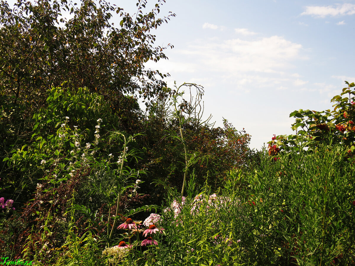 Цветник с кровохлёбкой тонколистной