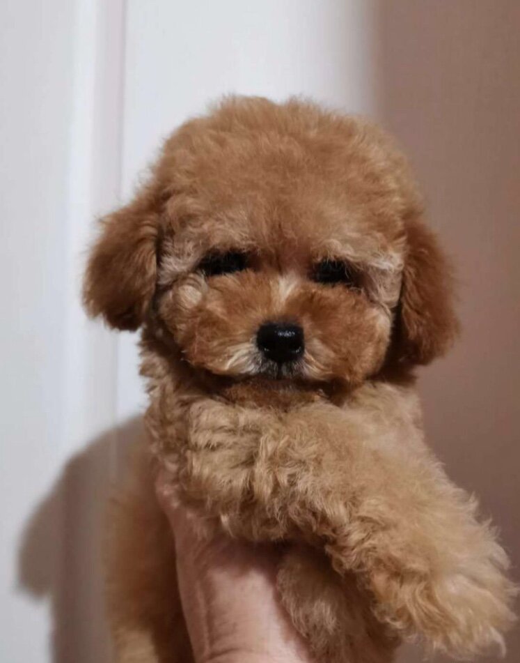 Так пушистик)