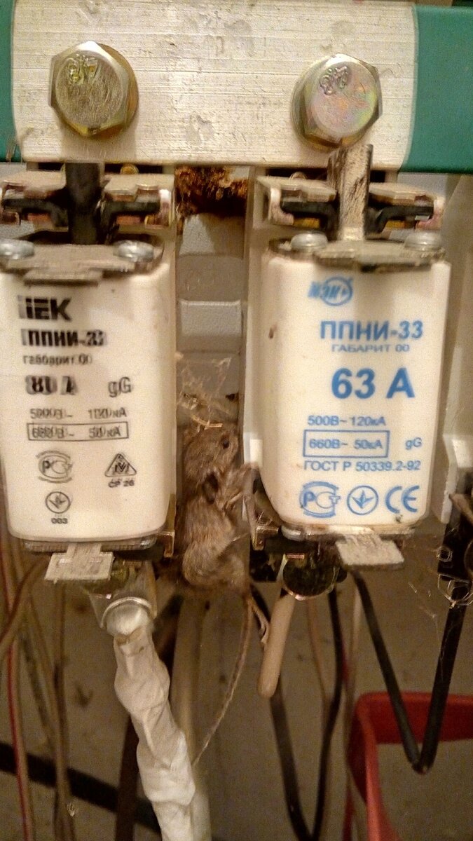 Мышку... жалко!