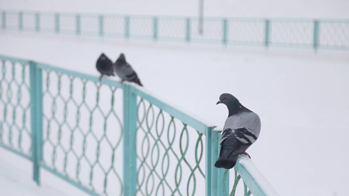    Фото: Артур Новосильцев / АГН Москва
