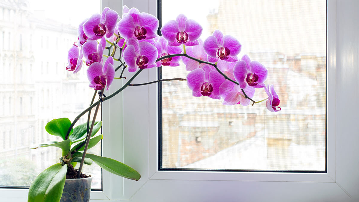    Фаленопсис Екатерина Щербакова