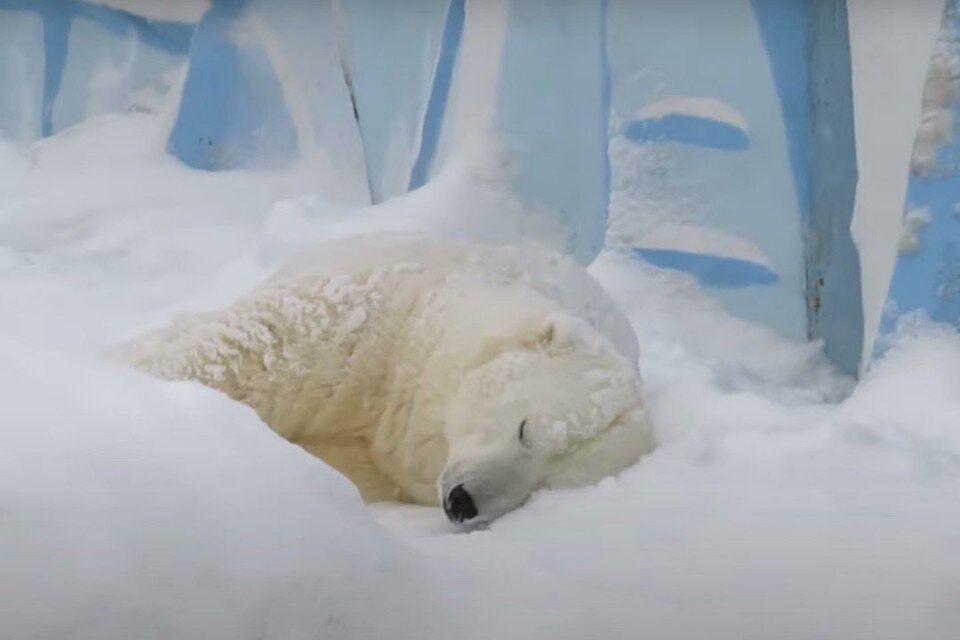     Приход оттепели сморил белого медведя Кая. Фото: кадр из видео