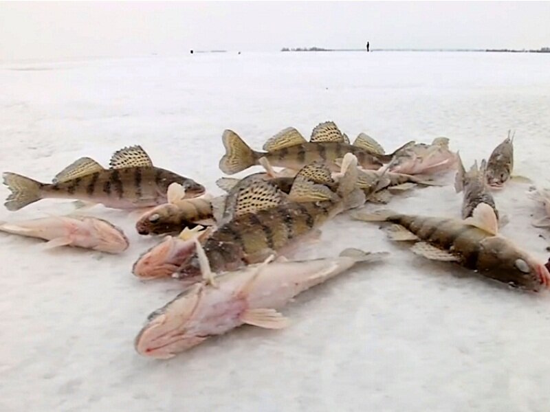 Улов бершей