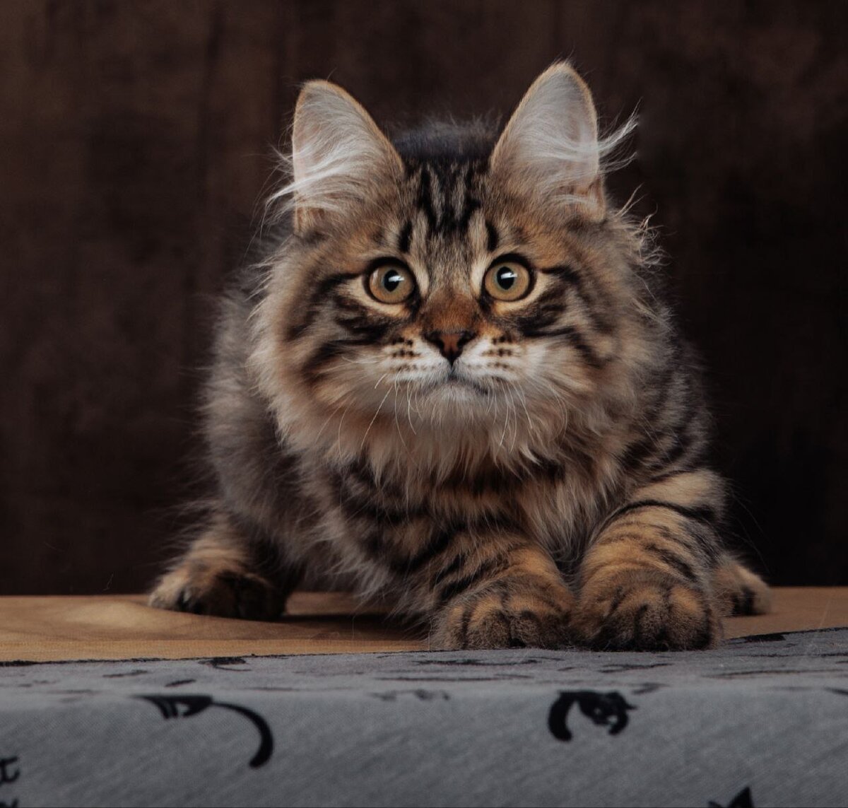    В России 1 марта отмечается Всемирный день кошек Андрей Севостьянов