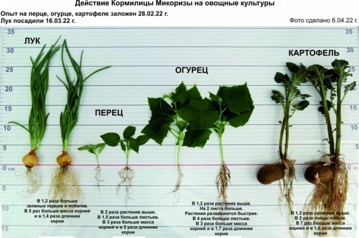 Как правильно развести микоризу. Микориза на корнях. Корневая огурцов. Микориза для рассады. Микориза для огурцов.