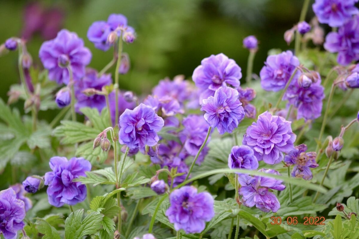 Geranium himalayense Plenum