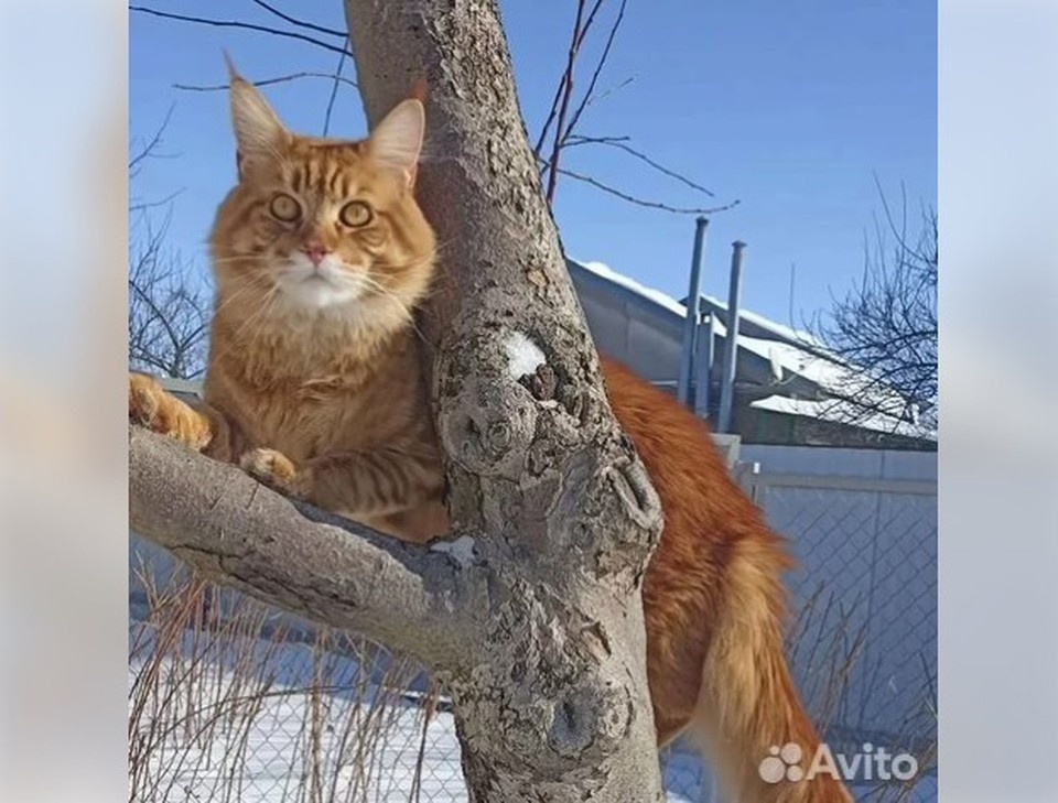     Мейн-кун. Фото: "Авито".