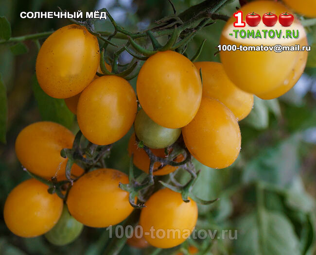 Томат Солнечный мёд Sunny Honey фото 1