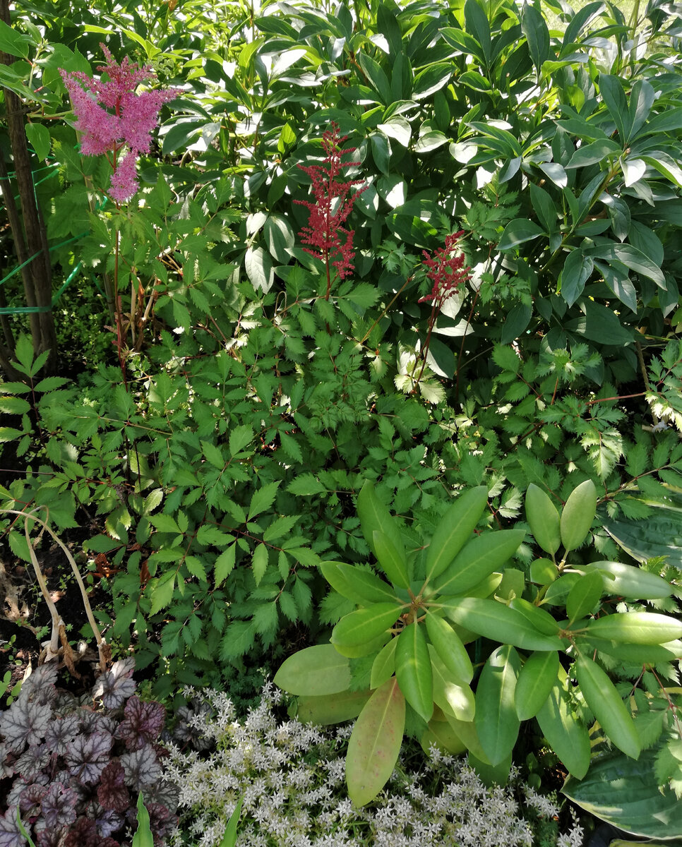 Рододендрон "Фантастика" на даче - справа внизу.