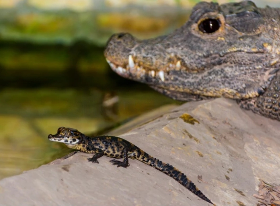 В отличие от других крокодилов, карликовые приносят очень мало потомства: в одной кладке может быть всего до 20 яиц! Зато самка какое-то время опекает молодняк после вылупления. 