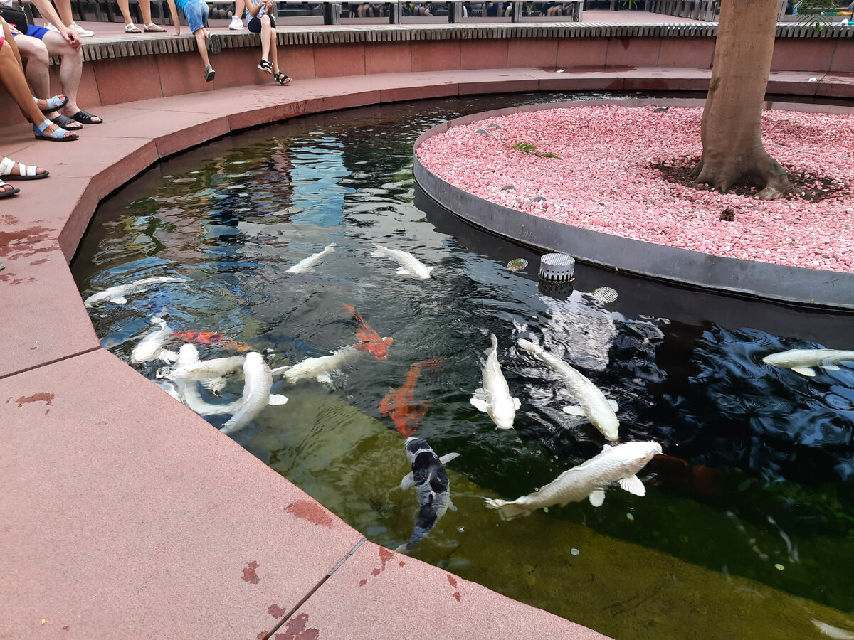 Карпы кои. Из личных архивов