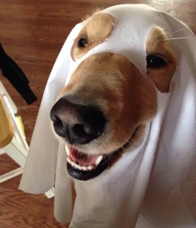 Фото собак которые поднимут настроение.