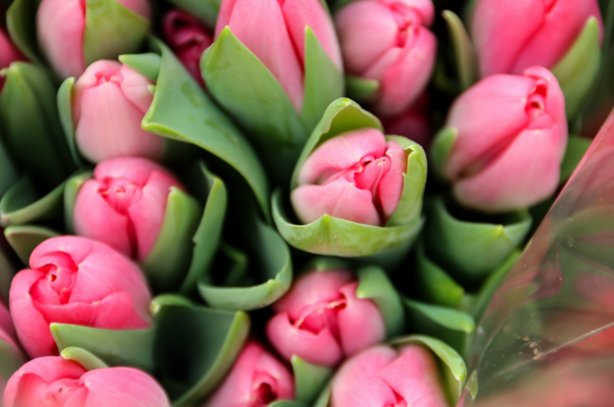    В Хабаровске высадят миллион цветов ко Дню города