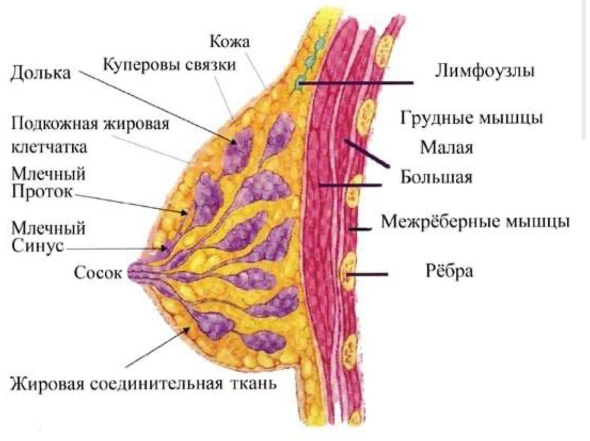 женская грудь состоит из жира на сколько процентов фото 68