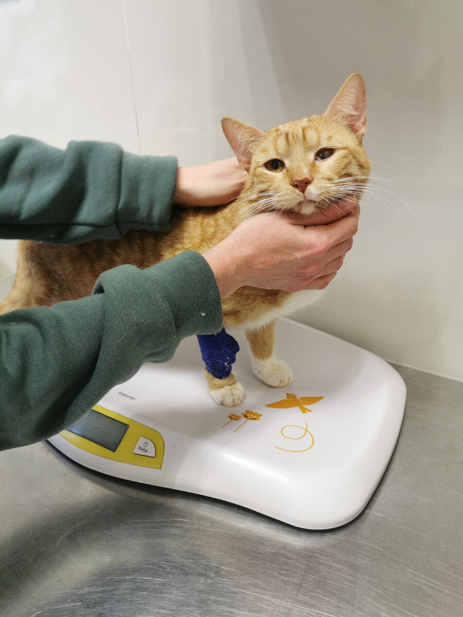 © ВСЕ ОТТЕНКИ КОШАЧЬЕГО. Марк в кабинете у терапевта. Померили температуру и провели осмотр.