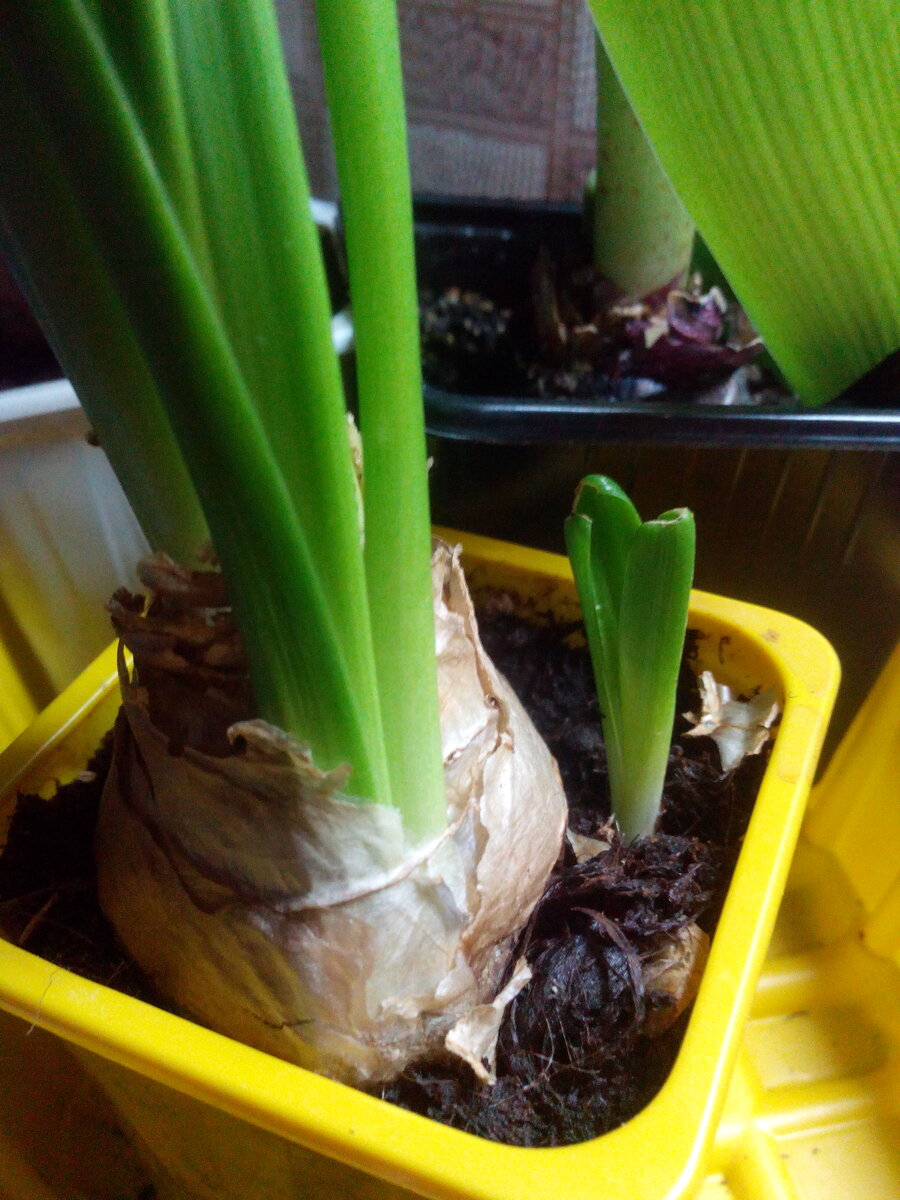 Гиацинт дал новые луковки.