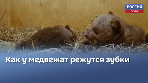 У спасённых локнянских медвежат начали прорезаться зубы | ГТРК Псков | Дзен