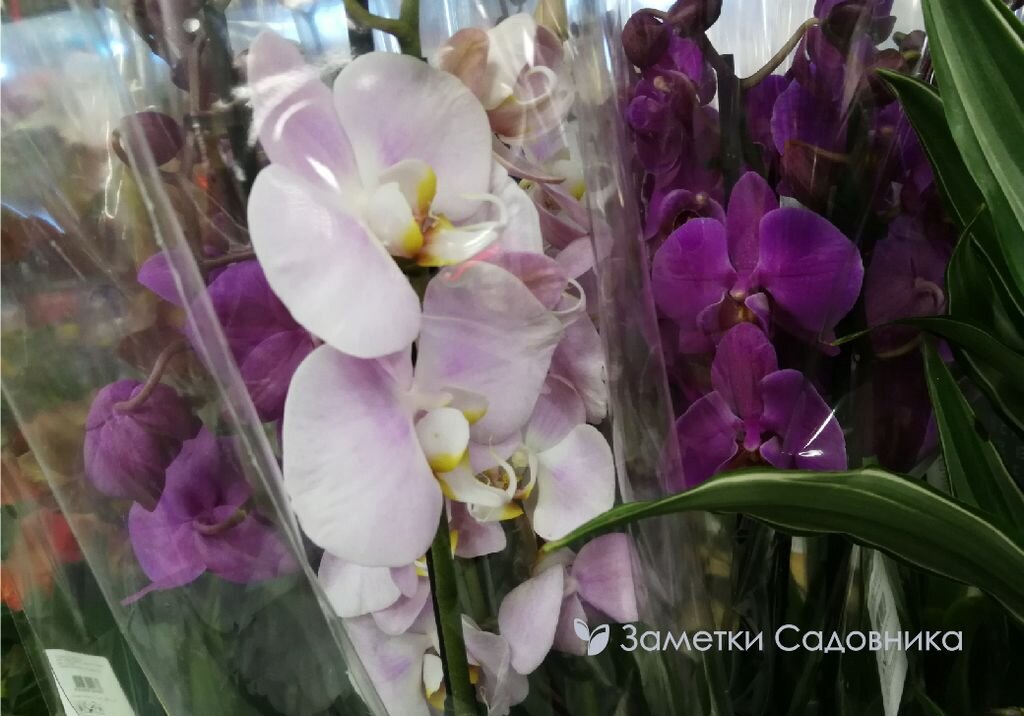 Орхидеи в магазине