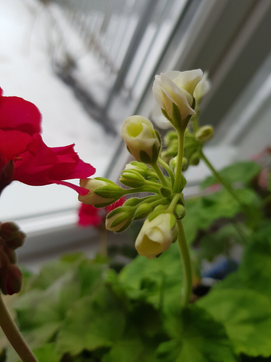 Белая и красная герань 🌺