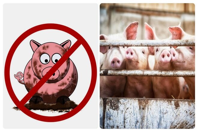 Приму свинину. Запрет на поедание свинины.