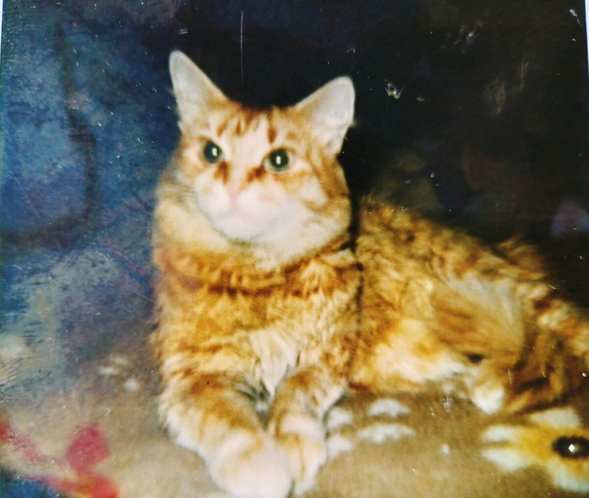 Кошка Маруся