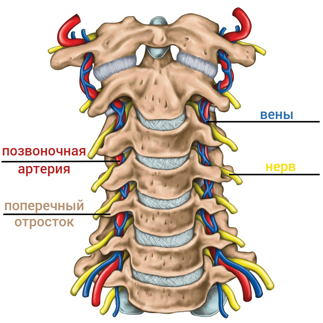 Шейный отдел состоит из 3 позвонков. Шейный отдел позвоночника анатомия. Анатомия позвонков шейного отдела. Позвонки шейного отдела позвоночника анатомия. Шейный отдел позвоночника анатомия сосудов.