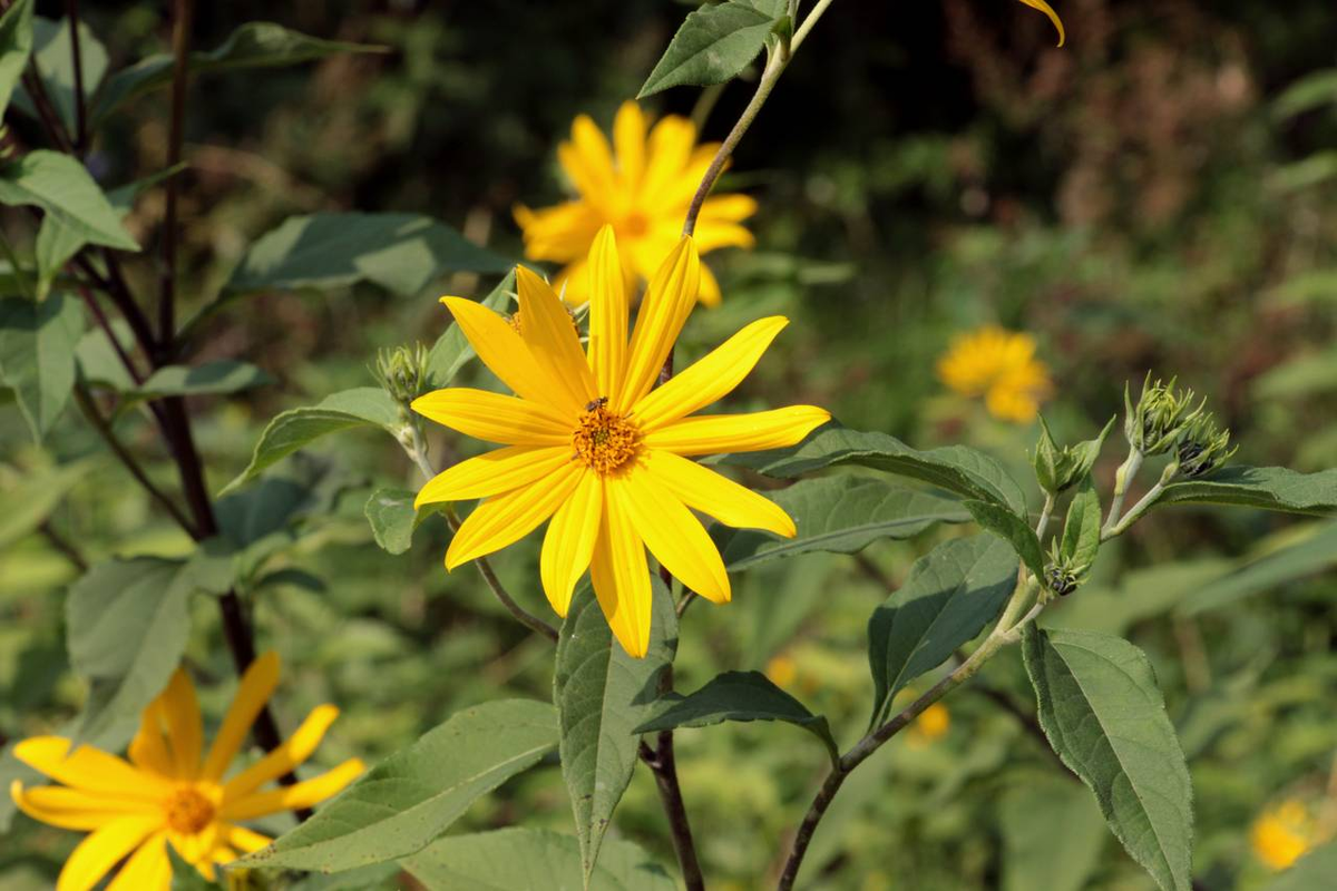 Топинамбур это. Топинамбур - Helianthus tuberosus.. Гелиантус Туберозус. Топинамбур клубненосный. Подсолнечник клубненосный.