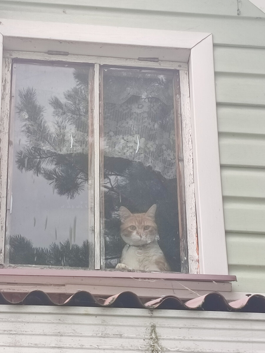 Тима на даче. Подглядывает)))) 