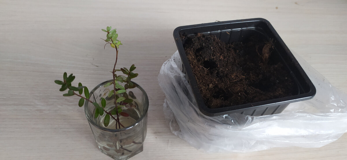 Черенки клюквы.