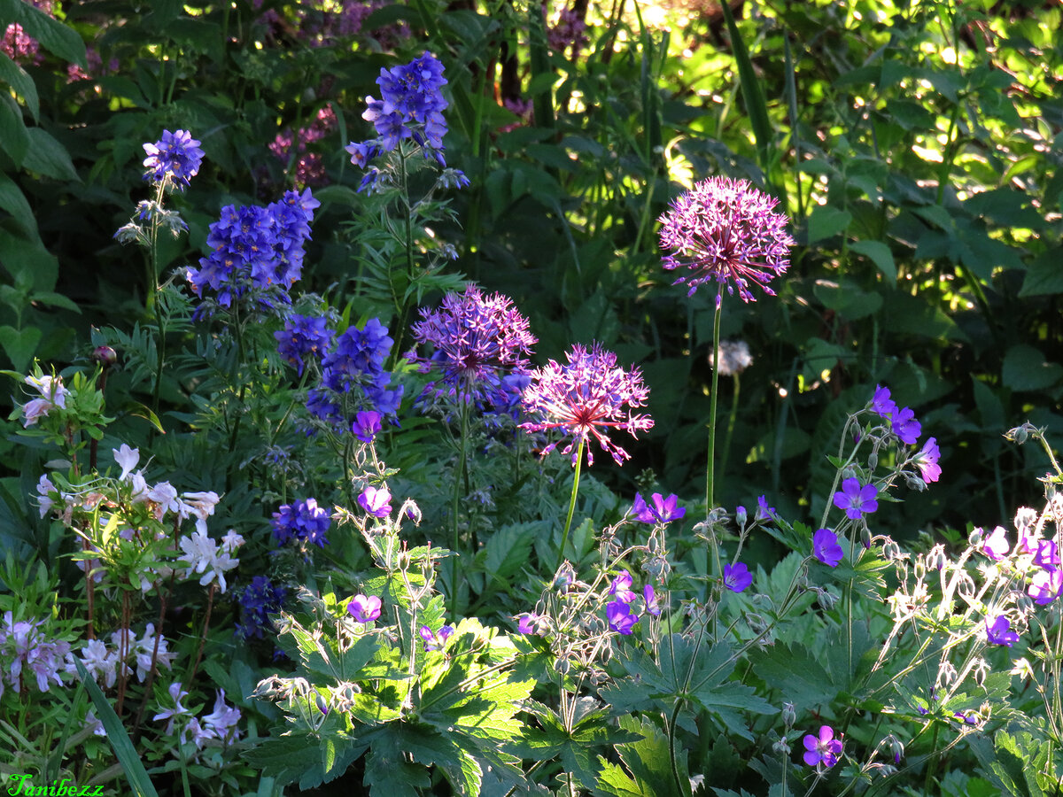 Рододендрон листопадный "Western Lights", герань луговая, лук Розенбаха, синюха голубая в миксбордере в Саду 
