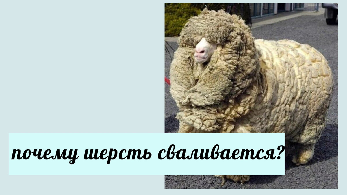 Почему шерстяной