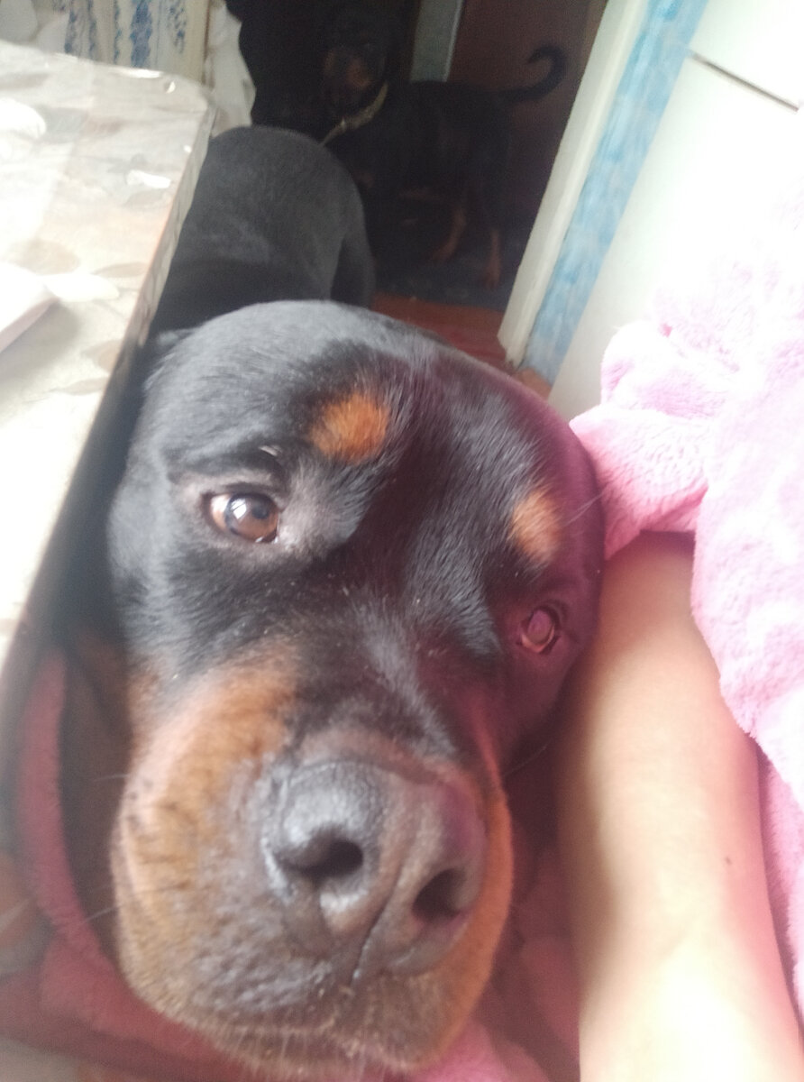 Бароша, опасный зверь. 