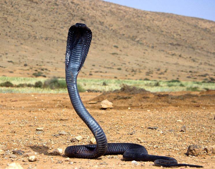 Самая большая кобра фото в мире