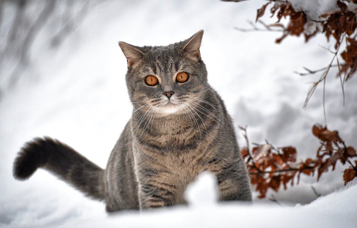 Кошка с котятами спряталась спрятались под стол