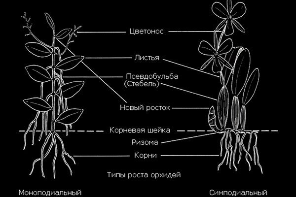 6 способов размножения орхидеи Фаленопсис в домашних условиях | Orquideas, Plantas, Creatividad