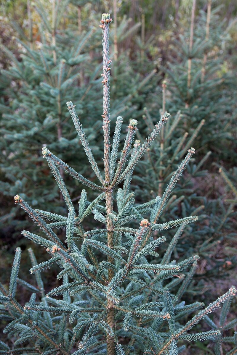 Ель канадская (Picea glauca) | Декоративные древесные растения для Сибири |  Дзен