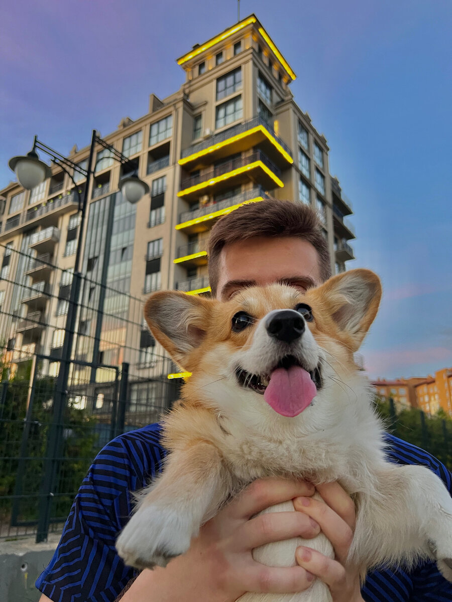 корги Мэгги