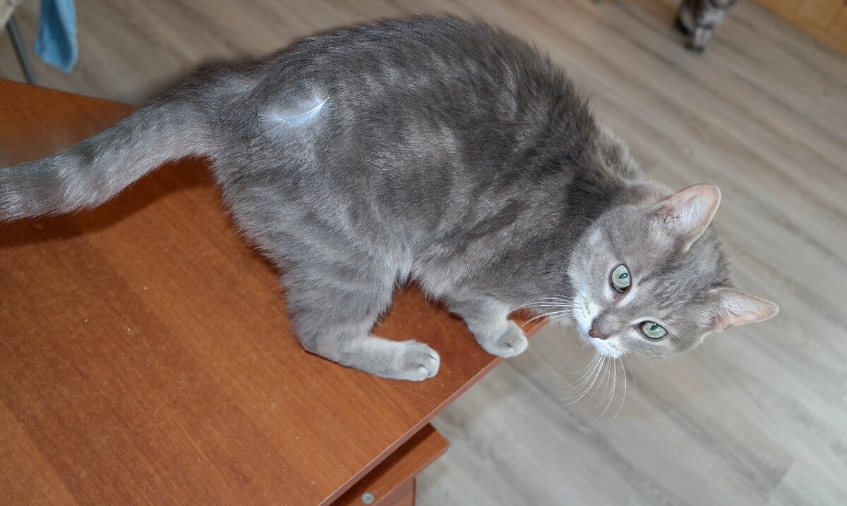 Тиша. Настоящее Чудо в перьях. Фото из домашнего архива.